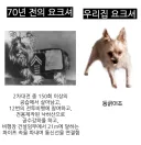 70년 전의 요크셔 vs 우리집 요크셔.jpg