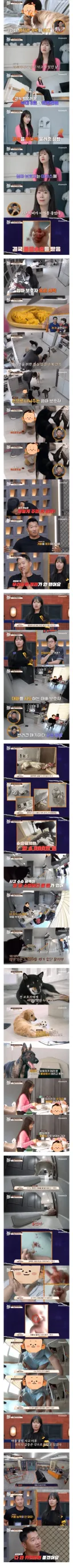 인터넷에 잘못 알려진 리트리버