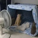 친구한테 고양이 잘 지내? 에 대한 답장