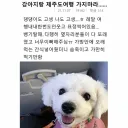강아지랑 제주도 여행 가지마.jpg