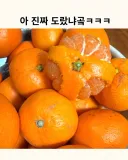 우리 아빠 귤 까놓은 거 좀 보셈.jpg