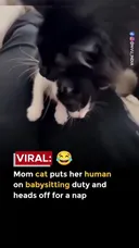 집사한테 새끼 맡기고 자는 어미 고양이