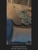 양주 아파트 거실 이불 속에서 1ｍ 넘는 뱀 발견 소동