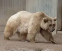 백합 온나화로 북극곰 걱정은 안 해도 됨