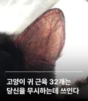 고양이 귀의 놀라운 사실