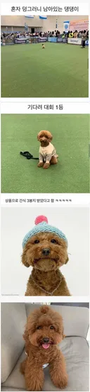 기다려대회 1등한 강아지 비하인드.jpg