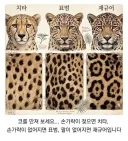 점박이 고양이 구분법