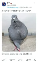 한국인들의 피부색 가지고 난리 치는 외국인들을 조롱하는 X글들