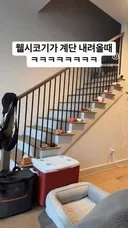 웰시코기가 계단 내려올 때