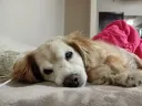 우리집 댕댕이 자는사진만 찍는 이유