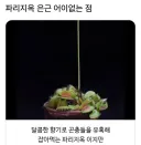 파리지옥 은근 어이없는 점