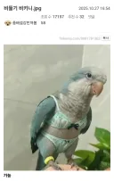 열돔엔 비둘기 비키니