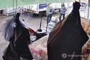 대구 캐리어 시신 사건 아내 "남편이 어머니 수천대 폭행"