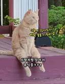 고양이가 사람 구경 3년이면