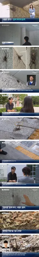 아파트에 대거 출몰 중이라는 사람도 무는 갈색 여치 뉴스