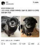 강아지가 만져달라는 표정.jpg