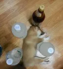 고전 에어컨없는 흙수저집 댕댕이 천국보내는법