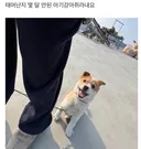 할머니댁 시골개 산책 시켜주고 왔음
