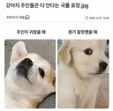 강아지 주인들은 다 안다는 국룰 표정ㅋㅋㅋㅋㅋ