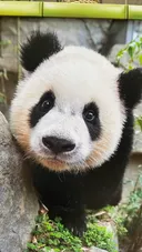 AI도 감탄할 판다계의 조각미판🐼 (진심 안예쁘면 탈퇴함)