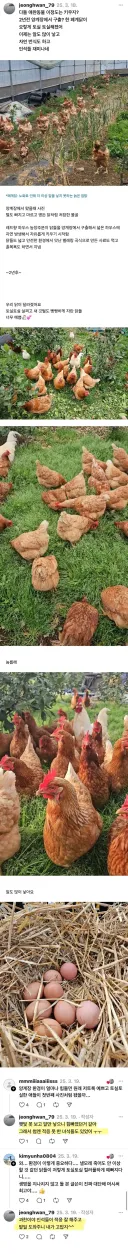 폐닭 사와서 2년 묵힌 결과.