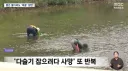 의외로 한국인을 많이 죽인 동물.jpg