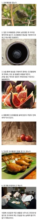 인간이 만든 요리