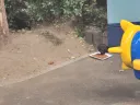 캣맘은 역시 네버 기브업! 또 밥주고 있어.