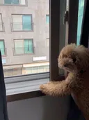 [강아지] 방금 울강아지 내 방에서 짖길래 가 보니까