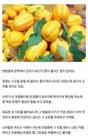 임금님 내 참외 겁나게 맛있어!