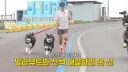 말라뮤트 산책 알바 시켜주는 션...