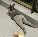 레깅스 토끼.....jpg
