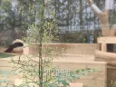 진짜 잘 구르는 푸바오.gif