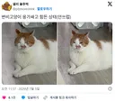 변비고양이 응가싸고 힘든 상태(안쓰럽)