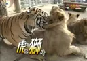 소리] 시비 걸었다가 호에엥 우는 호랑이.mp4