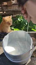 소리] 젖동냥에 맛들린 녀석들.mp4