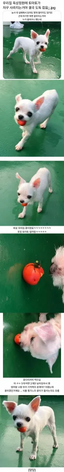 토마토 훔쳐가던 도둑을 결국 잡은 이야기