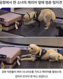 공항 탐지견에 걸린 소녀의 캐리어 가방