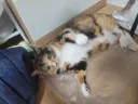 올해도 털갈이 시즌이 오는구나 똥꼬양이야...