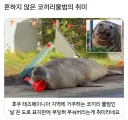 흔하지않은 코끼리물범의 취미