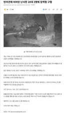 반려견에 비비탄 난사한 20대 3명에 징역형 구형