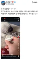 아이스크림 나눠먹는 강아지와 햄스터