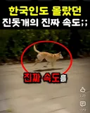한국인도 몰랐던 진돗개의 진짜 속도