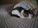 고등어력 만땅! 귀여운 고양이 보고 가세요 🐱 (입양홍보)