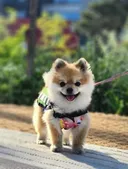 댕댕 : 언니 나 회사에서 짤렸어 ㅠ