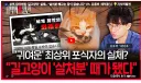'길고양이는 살처분이 답' 시청자 게시판 난리난 SBS