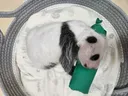 넷째바오(포바오) 생후 21일차와 31일차 비교(with 메밀베개)❤️🐼