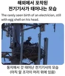 해외에서 포착된 전기기사가 태어나는 모습.