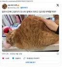 업무시간에 고양이가 모니터 앞에서 이러고 있으몈 어떡할거야?