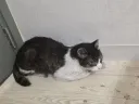 길냥이 한마리 처리했다